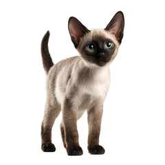 siamese cat