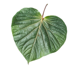 green leaf heart shape on white background