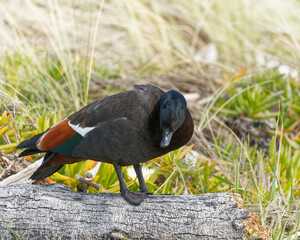 Male paradise shelduck, New Zealand native bird, New Zealand.
