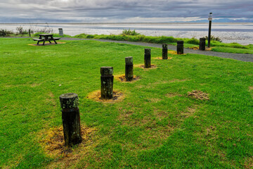 Herbicide use on a seafront around wooden posts and a picnic table. The run off flows into the...