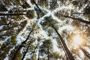 Bottom view of tall old trees in pine forest. Low angel shot of a tranquil pine forest, in morning