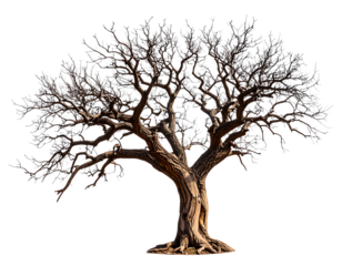 Dead Tree with Cracked Bark and Broken Limbs, Desert Concept, isolated on transparent background