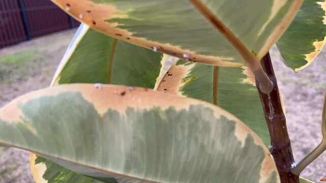 Close up of infected rubber plant Ficus elastica with brown spots and scale insects. Damaged leaves and visible scabs show signs of disease.