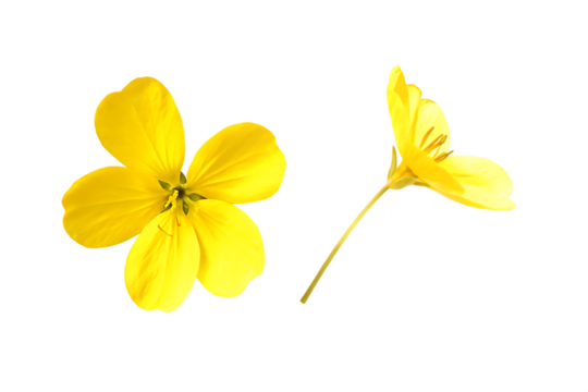 yellow flower isolated on white background PNG ,ai generated