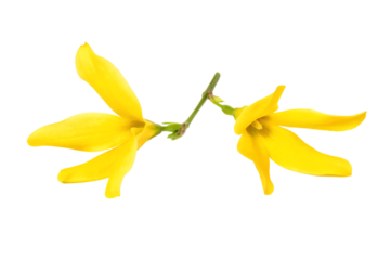 yellow flower isolated on white background PNG ,ai generated