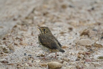 Juvenile song thrush standing on rocky ground