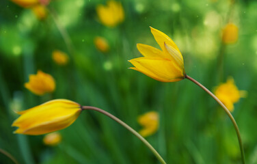 Yellow tulips bend gently in a spring meadow under soft sunlight