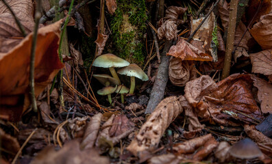 Cluster of Mushrooms Amongst Autumn Leaves. Nuture
