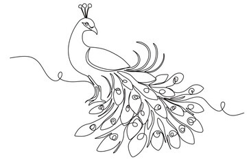 continuous one line drawing of a peacock. beautiful peacock