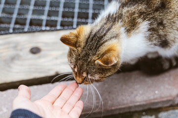 A cat gently touches a human hand in a tender moment of affection. A close-up shot of a cat...