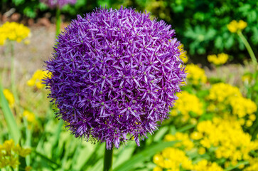 Close up of an allium(Allium giganteum) common name giant onion or giant leek