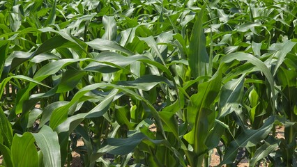 Endless rows of green corn plants bask in sunlight, capturing the rhythm and abundance of nature’s summer cycle.