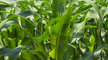 Lush green corn leaves sway gently in the breeze, soaking up the sun and embodying the calm strength of nature.
