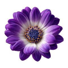 Obraz premium violet flower isolated on white