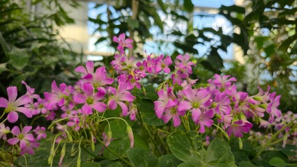 Vibrant pink sorrel flowers bloom under filtered sunlight, creating a peaceful, dreamlike moment within a lush greenhouse.