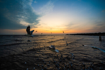Many seagulls fleeing from the cold weather in Siberia come to Bang Pu, Samut Prakan Province,...