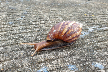 A giant African snail (Achatina achatina), an invasive pest of plants, crawling on a garden tile. Close-up of a garden snail with its shell pattern, crawling on a concrete background.