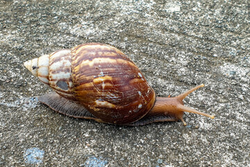 A giant African snail (Achatina achatina), an invasive pest of plants, crawling on a garden tile. Close-up of a garden snail with its shell pattern, crawling on a concrete background.