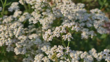 Close-up of clustered white wildflowers with soft petals and yellow centers, glowing in natural light.