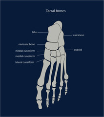 Human foot skeleton anatomy with captions, medical scientific chart.