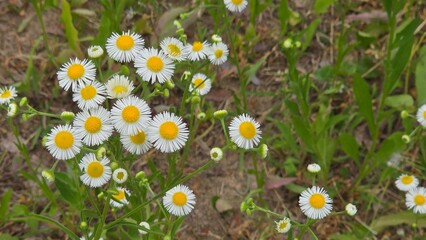 Fototapeta premium Close-up of wild daisy flowers with white petals and yellow centers blooming in a grassy field.