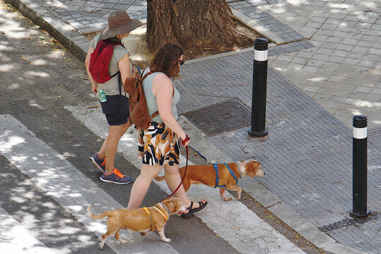 Dos mujeres paseando a los perros por la calle cruzando un paso de cebra bajo el calor del verano