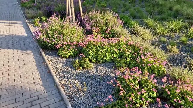 Extremely plastic herbs with a wide range of uses in gardens, parks and other horticultural projects. Bunches of these perennials bloom along the sidewalk.