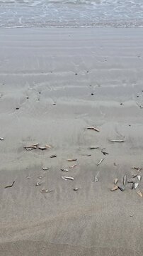 Mackarel lying on the beach used as lure for fishing