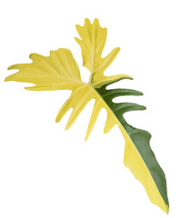 Philodendron Dragon Leaf Illustration – PNG with Transparent Background © ryan