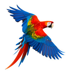 Fototapeta premium A colorful blue and yellow macaw, a tropical parrot, is isolated with its bright feathers and strong beak