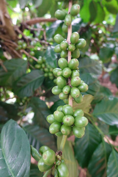 Green coffee cherry seeds on a coffee tree branch in an organic system
