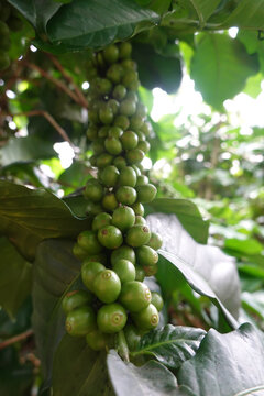 Green coffee cherry seeds on a coffee tree branch in an organic system