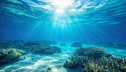 coral reef in the sea
