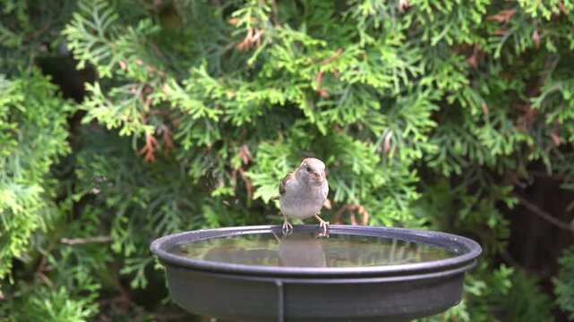 sparrow drinks water in the garden