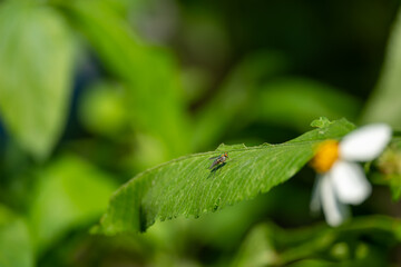 Long legged fly on leaf of a flower tree 