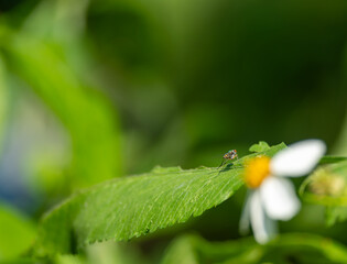 Long leg fly on a flower