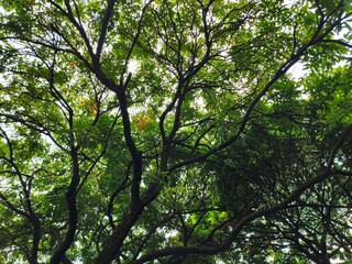 Fototapeta premium Looking up through the tree canopy 