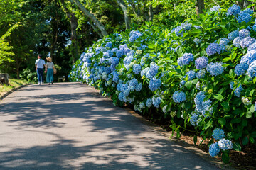 紫陽花咲く紫雲出山の景色