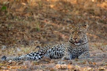 Young leopard resting in early morning 