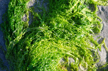 Bright green seaweed washed up on Ballywalter beach