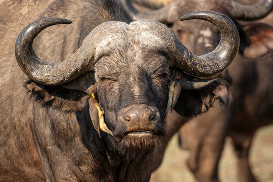 Yellow-billed oxpecker on buffalo face