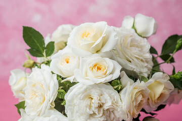 Closeup of white roses in bouquet against pink background