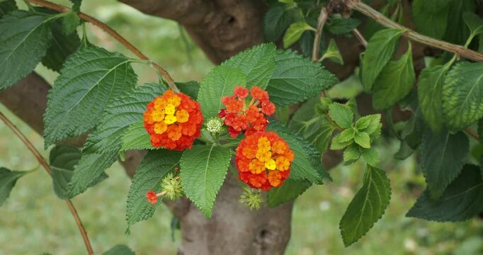 Lantana camara or Bigleaf lantana shrub with pretty orange and yellow colored flowers clusters surrounded by ovate, toothed and wrinkled dark green leaves
