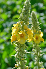 great mullein, medicinal plant with flower