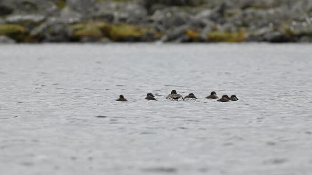 Long tailed duck leads ducklings across calm lake in Finmark Norway, slow motion family scene