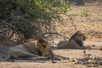 Two male lions resting in shade