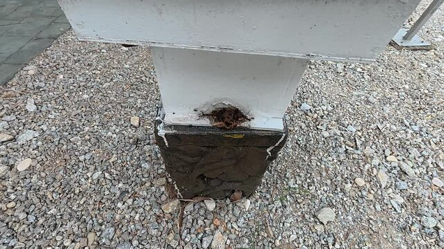 Man-made wooden hives house docile stingless bees (Kelulut) for honey production. These safe, non-stinging bees thrive in open-air setups near natural food sources.