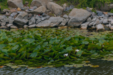 Blooming white water lilies and green leaves on the water on a sunny day. Lotus floating on the pond. Natural beauty of the water garden. Picturesque natural background.