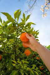 Hand of a woman collecting oranges from the tree