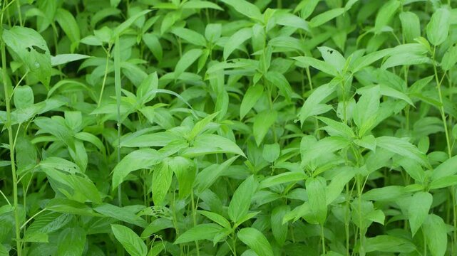 Jute has been cultivated in vast fields.